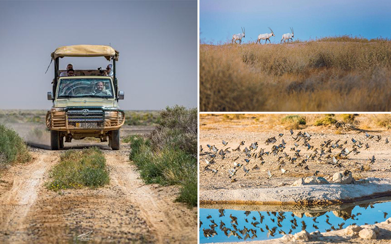 Shaumari Wildlife Reserve
